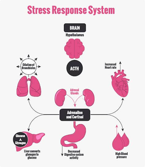 Stress Response System.